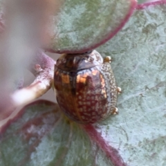 Paropsisterna m-fuscum at Casey, ACT - 4 Nov 2023 03:54 PM