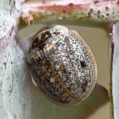 Paropsisterna m-fuscum (Eucalyptus Leaf Beetle) at Casey, ACT - 4 Nov 2023 by Hejor1