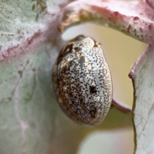 Paropsisterna m-fuscum at Casey, ACT - 4 Nov 2023