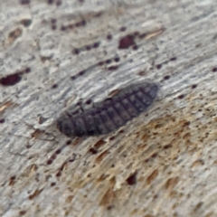 Coccinellidae (family) at Casey, ACT - 4 Nov 2023 04:05 PM