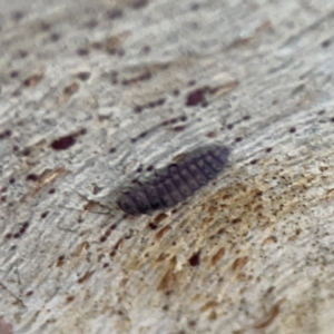 Coccinellidae (family) at Casey, ACT - 4 Nov 2023