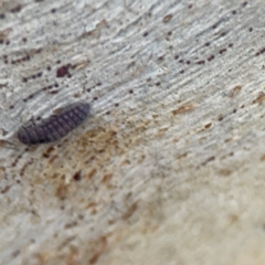 Coccinellidae (family) at Casey, ACT - 4 Nov 2023 04:05 PM