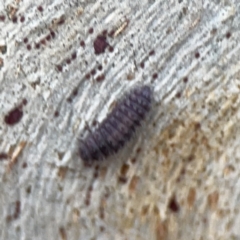 Coccinellidae (family) at Casey, ACT - 4 Nov 2023