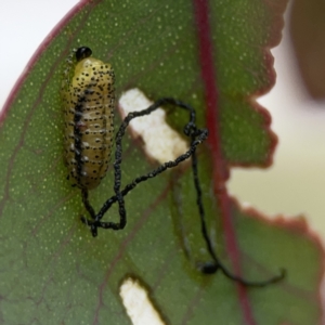 Gonipterus scutellatus at Casey, ACT - 4 Nov 2023