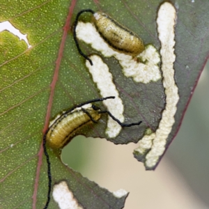 Gonipterus scutellatus at Casey, ACT - 4 Nov 2023