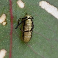 Gonipterus scutellatus at Casey, ACT - 4 Nov 2023