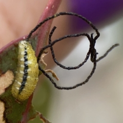 Gonipterus scutellatus at Casey, ACT - 4 Nov 2023