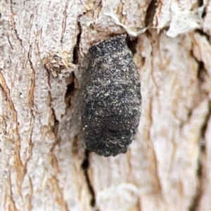 Limacodidae (family) at Casey, ACT - 4 Nov 2023