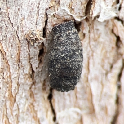 Limacodidae (family) (A cup moth) at Casey, ACT - 4 Nov 2023 by Hejor1