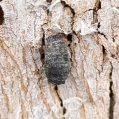 Limacodidae (family) at Casey, ACT - 4 Nov 2023