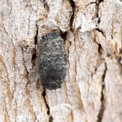 Limacodidae (family) at Casey, ACT - 4 Nov 2023