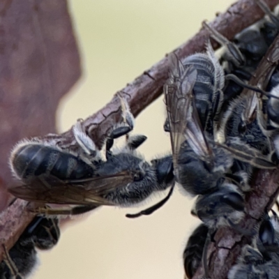 Lasioglossum (Chilalictus) lanarium (Halictid bee) at Casey, ACT - 4 Nov 2023 by Hejor1