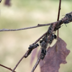 Lasioglossum (Chilalictus) lanarium at Casey, ACT - 4 Nov 2023