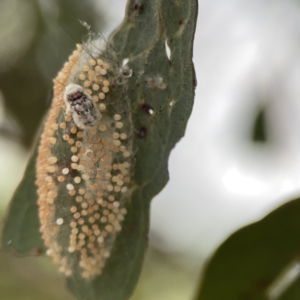 Anestia (genus) at Casey, ACT - 4 Nov 2023