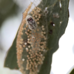 Anestia (genus) at Casey, ACT - 4 Nov 2023 04:28 PM