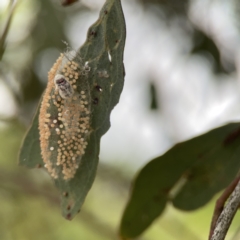 Anestia (genus) at Casey, ACT - 4 Nov 2023