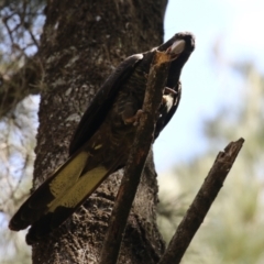 Zanda funerea at Stromlo, ACT - 3 Nov 2023 02:16 PM