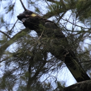 Zanda funerea at Stromlo, ACT - 3 Nov 2023 02:16 PM