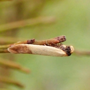 Tachystola stenoptera at Belconnen, ACT - 4 Nov 2023
