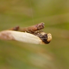 Tachystola stenoptera at Belconnen, ACT - 4 Nov 2023