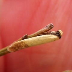 Tachystola stenoptera at Belconnen, ACT - 4 Nov 2023