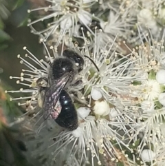 Leioproctus sp. (genus) (Plaster bee) at Mount Annan, NSW - 11 Oct 2023 by JudeWright