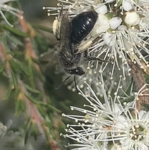 Leioproctus sp. (genus) at Mount Annan, NSW - 11 Oct 2023