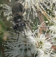 Leioproctus sp. (genus) at Mount Annan, NSW - 11 Oct 2023