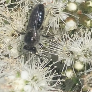 Leioproctus sp. (genus) at Mount Annan, NSW - 11 Oct 2023
