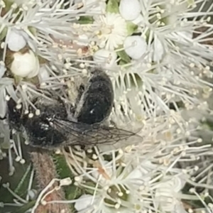 Leioproctus sp. (genus) at Mount Annan, NSW - 11 Oct 2023