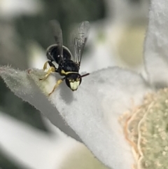 Hylaeus (Gnathoprosopis) euxanthus (Plasterer bee) at Mount Annan, NSW - 12 Oct 2023 by JudeWright