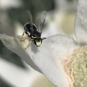 Hylaeus (Gnathoprosopis) euxanthus at Mount Annan, NSW - 12 Oct 2023 01:41 PM