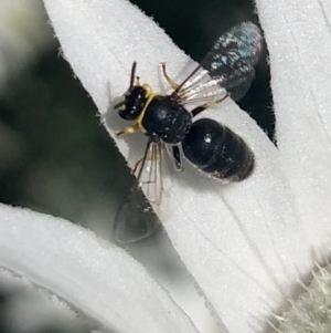 Hylaeus (Gnathoprosopis) euxanthus at Mount Annan, NSW - 12 Oct 2023 01:41 PM