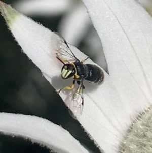 Hylaeus (Gnathoprosopis) euxanthus at Mount Annan, NSW - 12 Oct 2023 01:41 PM