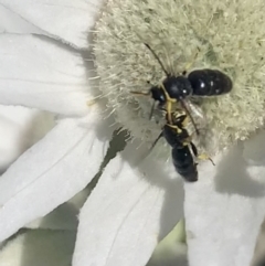 Hylaeus (Gnathoprosopis) euxanthus at Mount Annan, NSW - 12 Oct 2023 01:41 PM