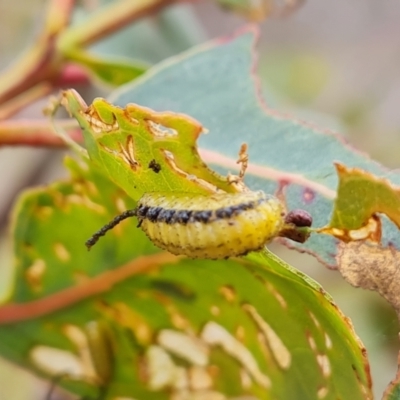 Gonipterus scutellatus (Eucalyptus snout beetle, gum tree weevil) at Symonston, ACT - 4 Nov 2023 by Mike