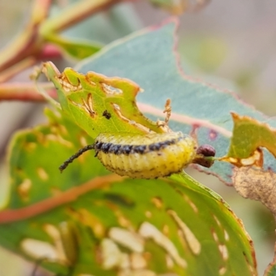 Gonipterus scutellatus (Eucalyptus snout beetle, gum tree weevil) at Symonston, ACT - 3 Nov 2023 by Mike