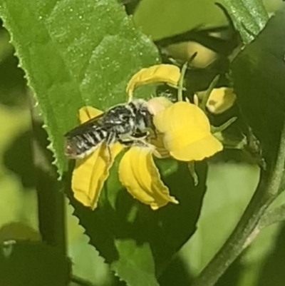 Megachile apicata at Dulwich Hill, NSW - 14 Oct 2023 by JudeWright