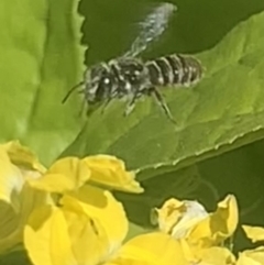 Megachile apicata at Dulwich Hill, NSW - 14 Oct 2023