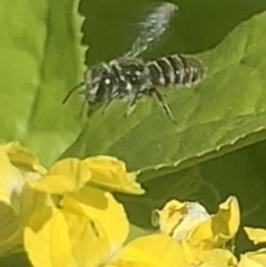 Megachile apicata at Dulwich Hill, NSW - 14 Oct 2023 03:22 PM