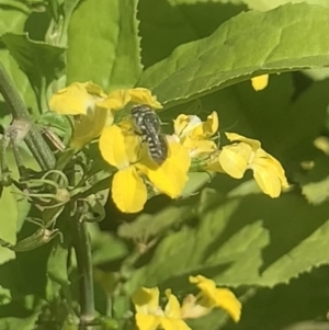 Megachile apicata at Dulwich Hill, NSW - 14 Oct 2023 03:22 PM