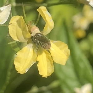 Megachile apicata at Dulwich Hill, NSW - 14 Oct 2023 03:22 PM