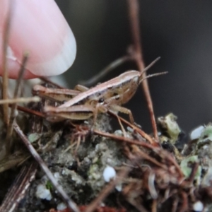 Praxibulus sp. (genus) at Moruya, NSW - 4 Nov 2023