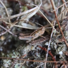 Praxibulus sp. (genus) at Moruya, NSW - 4 Nov 2023