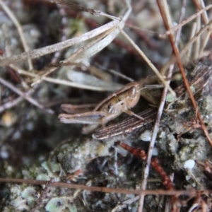 Praxibulus sp. (genus) at Moruya, NSW - 4 Nov 2023