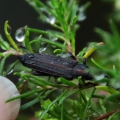 Unidentified Weevil (Curculionoidea) at Moruya, NSW - 4 Nov 2023 by LisaH