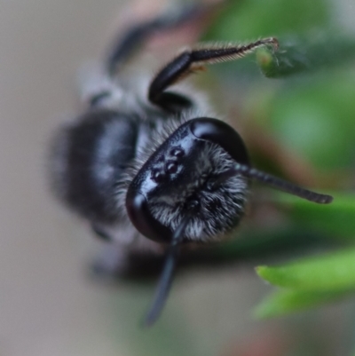Unidentified Bee (Hymenoptera, Apiformes) at Moruya, NSW - 4 Nov 2023 by LisaH