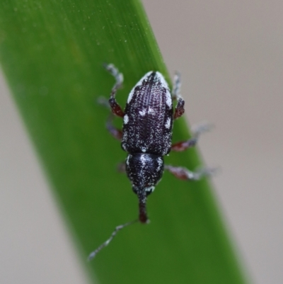 Aoplocnemis sp. (genus) (A weevil) at Moruya, NSW - 4 Nov 2023 by LisaH
