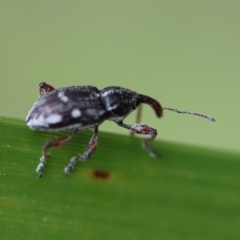 Aoplocnemis sp. (genus) at Moruya, NSW - suppressed