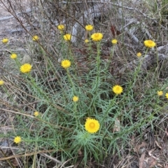 Xerochrysum viscosum (Sticky Everlasting) at Bruce, ACT - 4 Nov 2023 by lyndallh